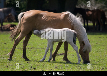 White puledro in allattamento da sua madre Foto Stock