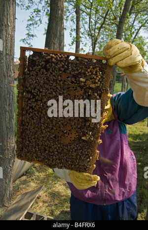 Bee keeper alveari di ispezione Foto Stock