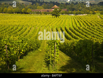 Denbies vigna Dorking Surrey Foto Stock