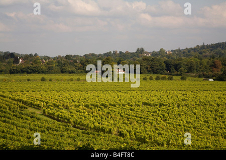 Denbies vigna Dorking Surrey Foto Stock