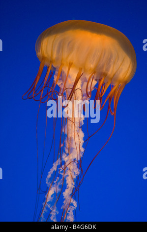 Pacifico mare Meduse di ortica (Chrysaora fuscescens) Aquarium di Vancouver Vancouver BC Canada Foto Stock