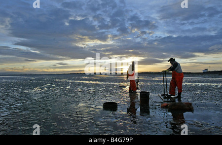 Il Cockle pescatori tornare per il mortale Morecambe bay cockle letti oltre 300 cocklers ha preso al sands a Fleetwood dopo che il divieto è stato revocato nel corso di un anno dopo la tragica morte di una banda di cinesi cocklers che annegano dopo essere stati catturati fuori dalla marea Foto Stock