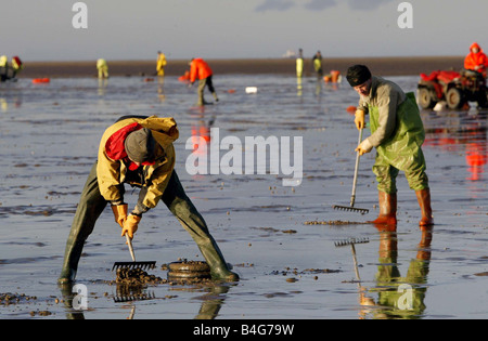 Il Cockle pescatori tornare per il mortale Morecambe bay cockle letti oltre 300 cocklers ha preso al sands a Fleetwood dopo che il divieto è stato revocato nel corso di un anno dopo la tragica morte di una banda di cinesi cocklers che annegano dopo essere stati catturati fuori dalla marea Foto Stock