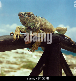 Un Iguana arroccato su un corrimano Foto Stock