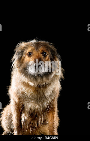 Sheepdog Mixed-Breed, ritratto Foto Stock