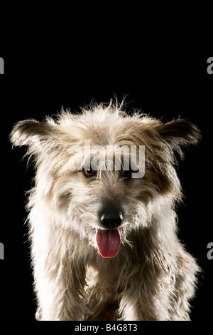 Sheepdog Mixed-Breed, ritratto Foto Stock