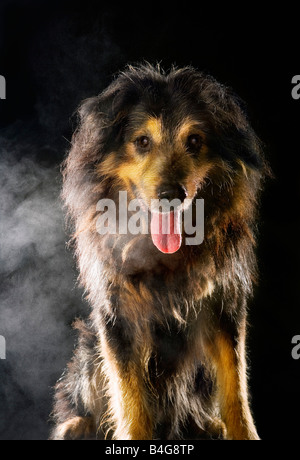 Sheepdog Mixed-Breed, ritratto Foto Stock