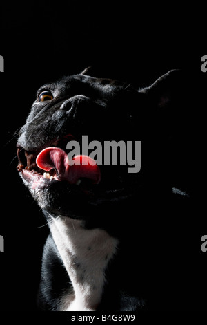 Bulldog francese, ritratto Foto Stock