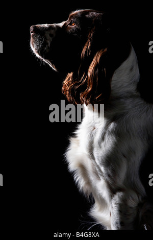 Springer Spaniel, ritratto Foto Stock