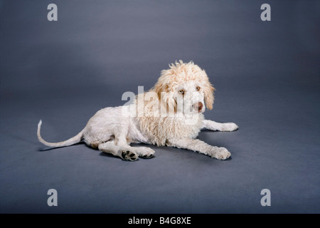 Una spagnola Waterdog rasate a guardare come un leone Foto Stock