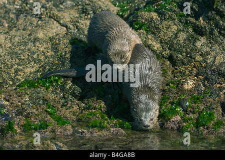 Lontra marina (Lontra felina) o Chungungo, in via di estinzione, Isola di Chiloe, Cile, Adulti coppia Foto Stock