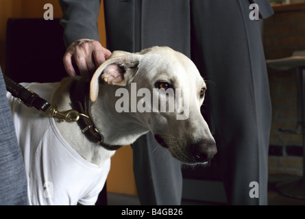 Un Galgo spagnolo e le gambe del proprietario Foto Stock