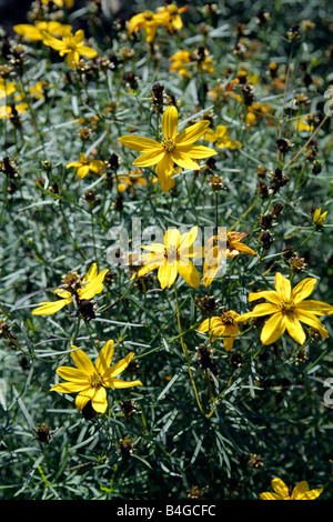 COREOPSIS VERTICILLATA GRANDIFLORA Foto Stock