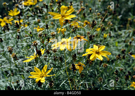 COREOPSIS VERTICILLATA GRANDIFLORA Foto Stock