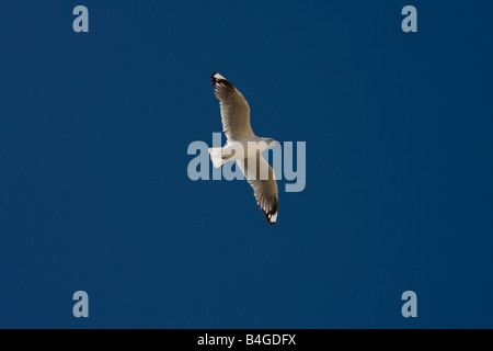 Seagull volando sopra la segale, Penisola di Mornington Victoria Australia Foto Stock