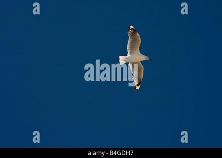 Seagull volando sopra la segale, Penisola di Mornington Victoria Australia Foto Stock