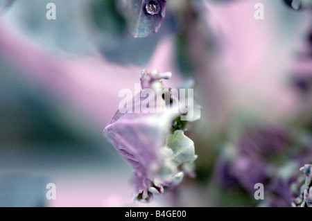 Foglie di viola Foto Stock