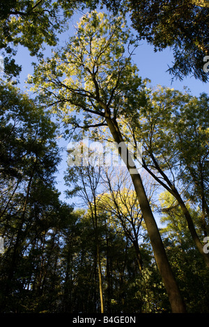 Alberi, Irchester Country Park, Irchester, Northamptonshire, England, Regno Unito Foto Stock