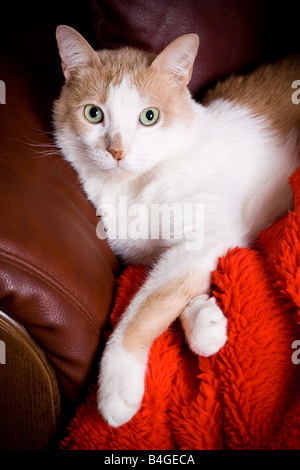 Ritratto di un gatto maschio Foto Stock