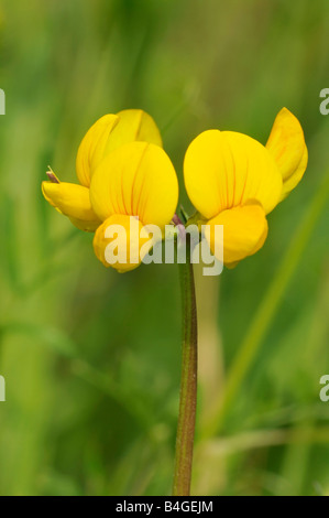 Comune Uccelli di trifoglio piede Lotus corniculatus Foto Stock