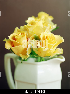 Rose giallo nella caraffa del bianco close up Foto Stock