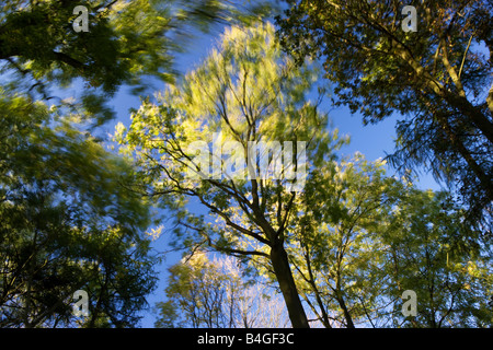 Alberi, Irchester Country Park, Irchester, Northamptonshire, England, Regno Unito Foto Stock