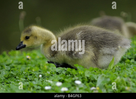 Canada Goose pulcino di mangiare in un campo di margherite. Foto Stock