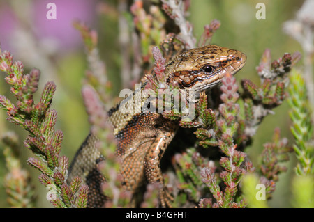 Comune o lucertola vivipara Lacerta vivipara Foto Stock