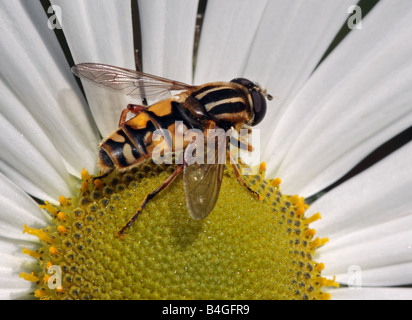 Tiger Hoverfly (helophilus pendulus) raccogliendo il nettare da un fiore bianco, REGNO UNITO Foto Stock