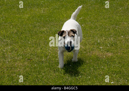 Felice giovani Parsons Terrier cane porta una palla da tennis su un campo di erba Foto Stock