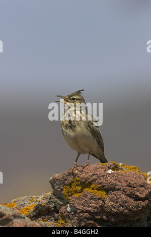 Crested Lark Galerida cristata cantare dal pesce persico prominente nei pressi di Apothikes, Lesbo, Grecia in aprile. Foto Stock