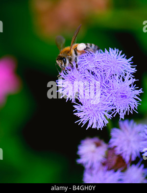 Un miele delle api, Apis mellifera, raccoglie il polline di Ageratum. Oklahoma, Stati Uniti d'America. Foto Stock