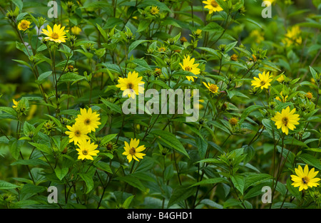 Fiori coltivati per attrarre le api sul riparto organico REGNO UNITO Foto Stock