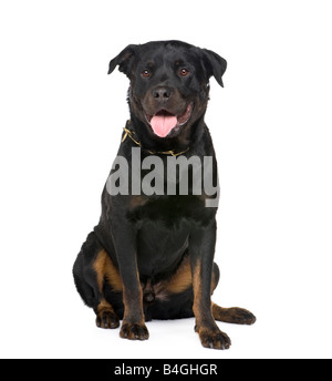 Rottweiler davanti a uno sfondo bianco Foto Stock