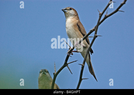 Indian silverbill Lonchura malabarica noto anche come bianco-throated Munia Foto Stock