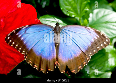 Blu Peleides morfo butterfly Foto Stock