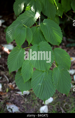 La struttura Colomba, Davidia involucrata Foto Stock