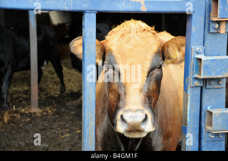 Un meraviglioso mucca colorata nel suo granaio in una fattoria Nidderdale, North Yorkshire Foto Stock