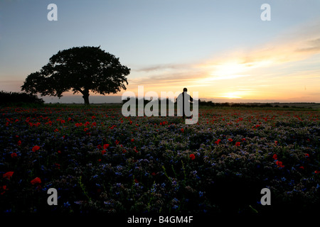 Campo di papavero in Lincolnshire al tramonto Foto Stock