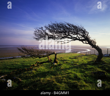 Morecambe Bay da Humphrey testa Cumbria Foto Stock