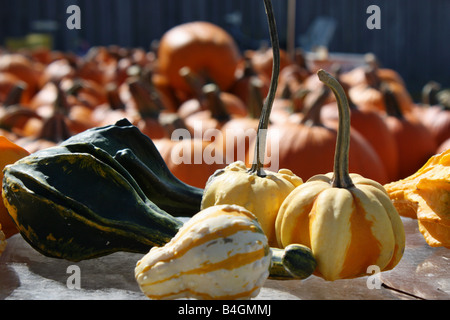 Mercato agricolo con zucche arancioni e buongustai multicolori nessuno da vicino dall'alto, vista dall'alto, Ohio OH, negli Stati Uniti, sfondo ad alta risoluzione Foto Stock