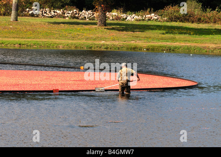 Un uomo in piedi in acqua in allagato bog corralled raccolta ripe rosso di mirtilli rossi la caduta nella contea di Plymouth Foto Stock