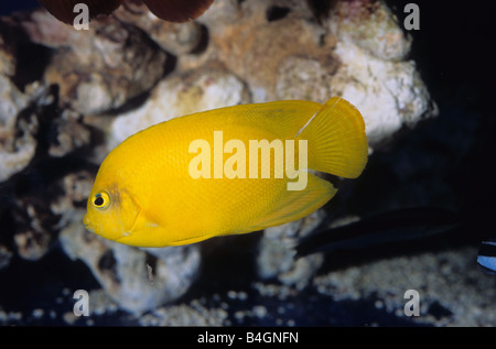 Araldo di dwarf angelfish, (Centropyge heraldi), Pomacanthidae Foto Stock