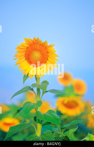 Girasoli Foto Stock