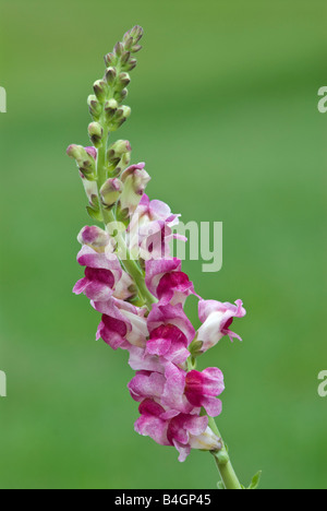 Fiore di bocca di leone Antirrhinum Foto Stock