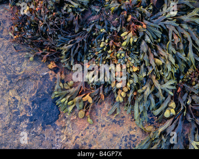 Beadnell, Northumberland, Regno Unito. Alghe colorate sulle rocce. Foto Stock