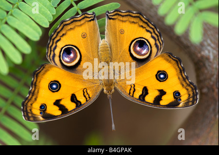 Preciso Almana. Peacock Pansy butterfly nella campagna indiana Foto Stock