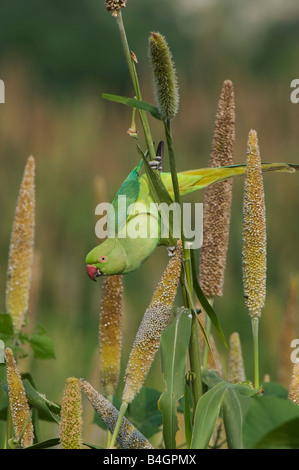 Psittacula krameri. Rose di inanellare parrocchetto avanzamento sul miglio raccolto di semi in un indiano campo gli agricoltori. Andhra Pradesh, India Foto Stock