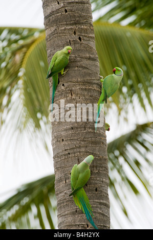 Psittacula krameri . Rose di inanellare parrocchetti / anello colli di cocorite su Palm tree trunk. Andhra Pradesh, India Foto Stock