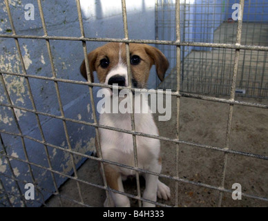 Cani abbandonati Ringo alla nazionale di difesa canini league Shoreham Sussex Gennaio 2002 Mirrorpix Foto Stock